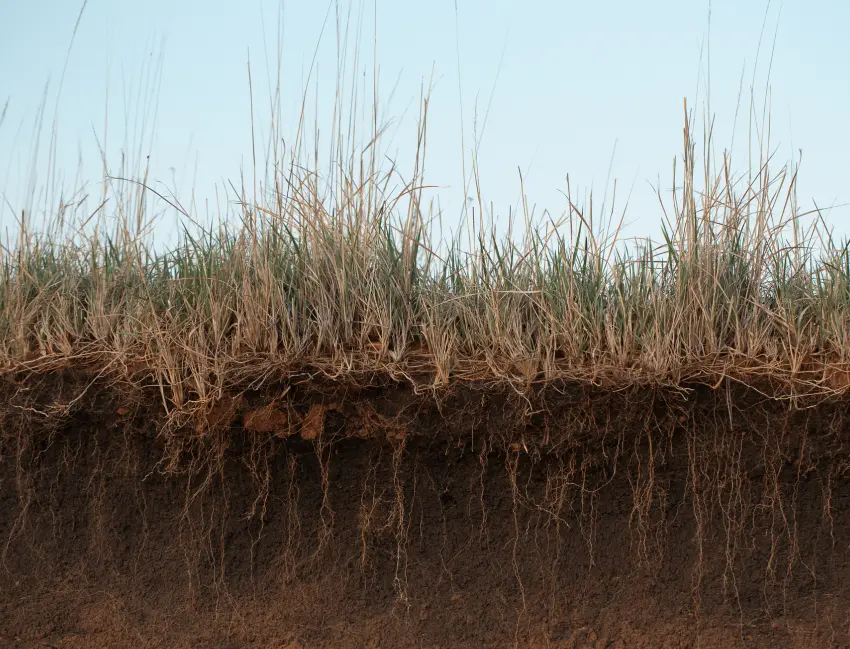 grassland and soil